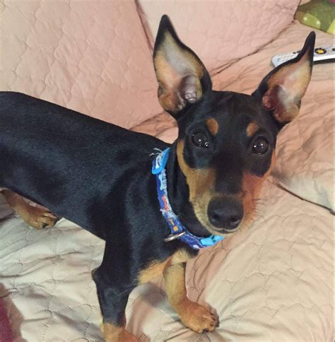 Miniature Pinscher MinPin Puppy For Adoption Near Baltimore and ...