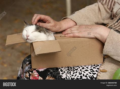 Country Funny Cat Box Image & Photo (Free Trial) | Bigstock