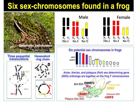 Frog with six sex chromosomes provides clues to evolution of complex XY systems