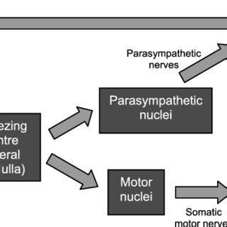 (PDF) Sneezing induced by sexual ideation or orgasm: An under-reported ...