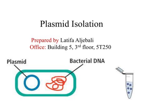 Plasmid Isolation