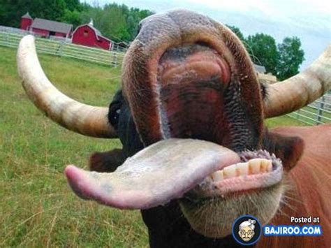 46 Pics Of Funny Cows From Around The World | Cows funny, Funny cow pictures, Awkward animals