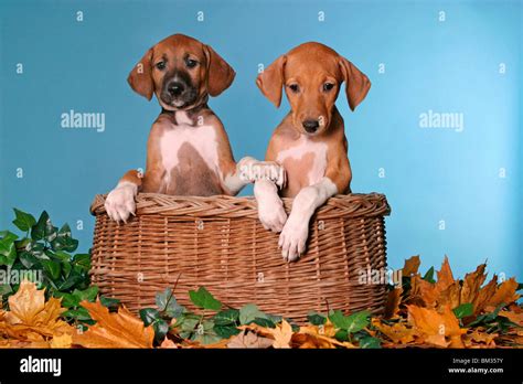 Azawakh Welpen / Azawakh puppies Stock Photo - Alamy