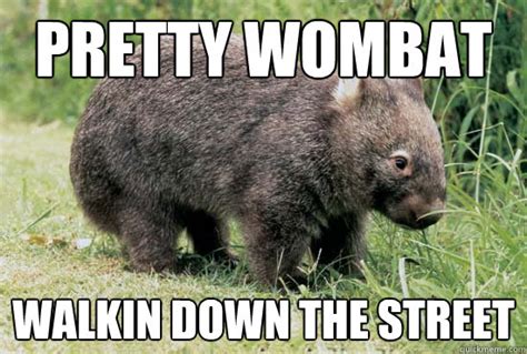 Like a Wombat memes | quickmeme