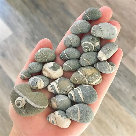 Fossil extravaganza ! #oceantreasures #fossils #shells #seashells # ...