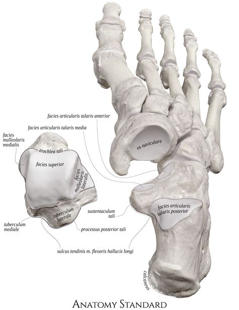 The right talus bone ex situ | Anatomy bones, Medical anatomy, Skeleton ...