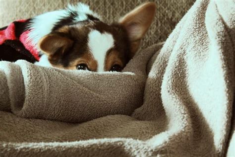 Dog Shivering, Shaking or Trembling- Causes and Treatment | The Pets People