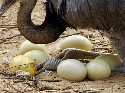 Rhea Eggs | SIMILAR BUT DIFFERENT IN THE ANIMAL KINGDOM