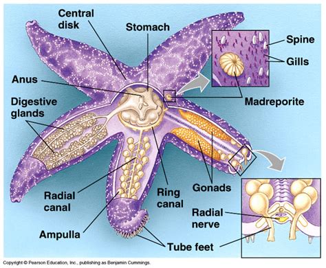 Starfish-Asteroidea - GT Comparative Anatomy