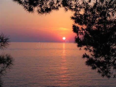 Pine sunset stock image. Image of vacation, glow, tree - 212321