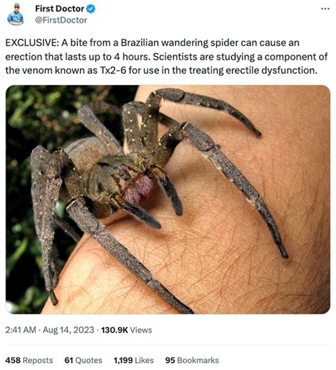 Can a Bite From a Brazilian Wandering Spider Cause a Four-Hour Erection? | Snopes.com