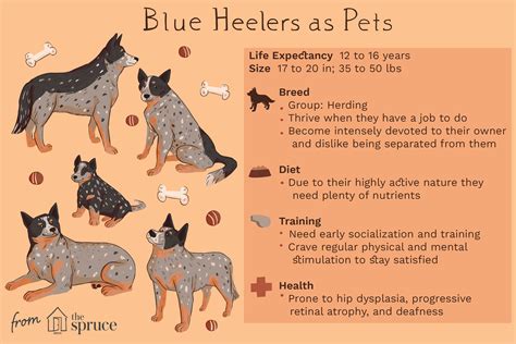 Blue Heeler (Australian Cattle Dog): Characteristics & Care