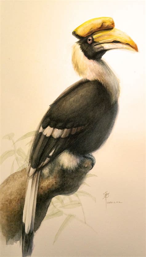 Art of Ian Jun Wei Chiew: Hornbill Watercolor Paintings