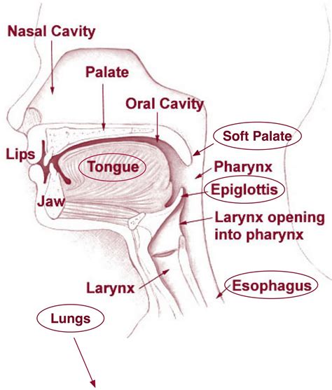 Diagram Of Inside Of Mouth - Mature Milf