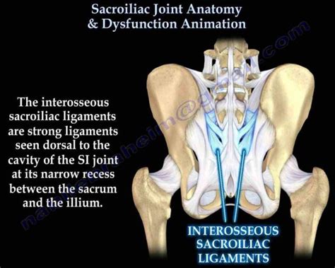 information Anatomy Of The Sacroiliac Joint about sacroiliac si joint anatomy function and ...