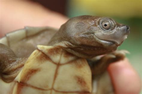 Back from the brink, baby Burmese roofed turtles make their debut