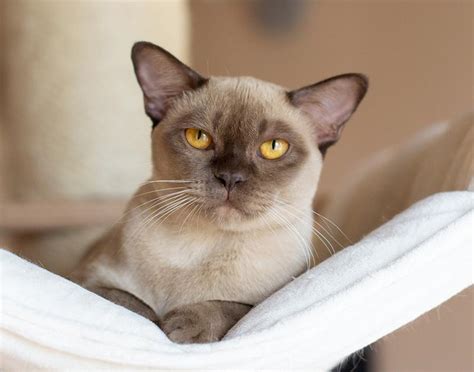 Discover the 10 Beautiful Burmese Cat Colors | Royal Esprit Burmese Cattery