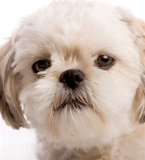 How To Look After A Shih Tzu - Nerveaside16