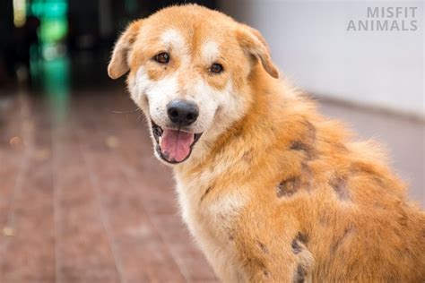 My Dog Has Black Spots On Its Skin And Its Losing Hair