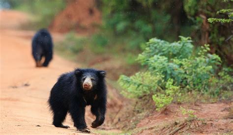 Wildlife & National Parks in Sri Lanka | SLE