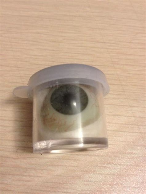 Antique Human Glass Eye Prosthetic Best buy on EBAY! AUTHENTIC!! GE20 ...