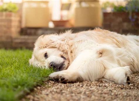 How To Keep Dogs Out Of Mulch (8 Proven Ways) | Mulch Universe