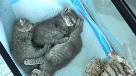 Live Kitten Cam - watch cute kittens playing | Explore.org