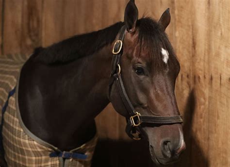 Virginia Connected Forte Arrives at Churchill Downs for the May 6 ...