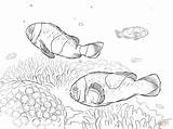 Clownfish Coloring Page  Home sketch template