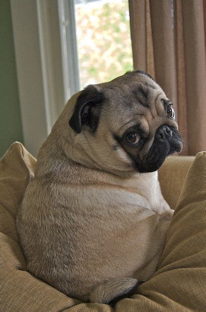 20 Things All Pug Owners Must Never Forget