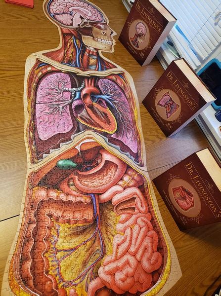 Bundle - Human Anatomy Jigsaw Puzzle Set of Head, Thorax and Abdomen ...