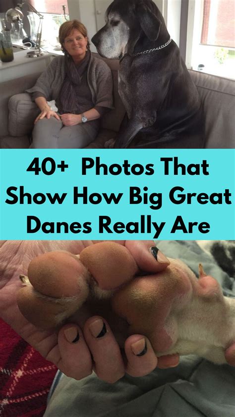 40+ hilarious photos that show how big Great Danes really are | Biggest great dane, Great dane ...