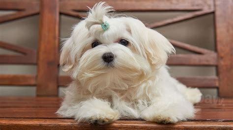 38+ Maltese Mix Breeds