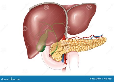 Liver Gallbladder Pancreas Anatomy Anatomy Drawing Diagram Images