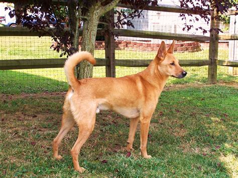 Carolina Dog - Temperament, Lifespan, Shedding, Puppy