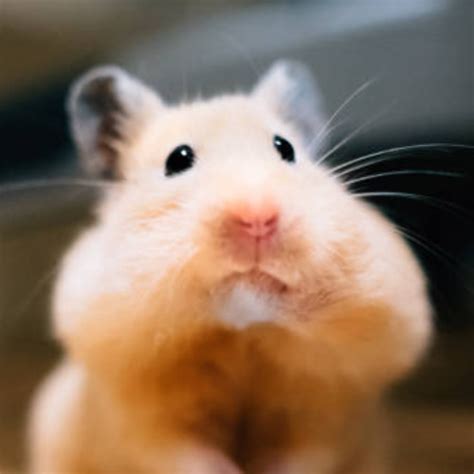 Why Is My Hamster Eating His Bedding? [Updated Guide]