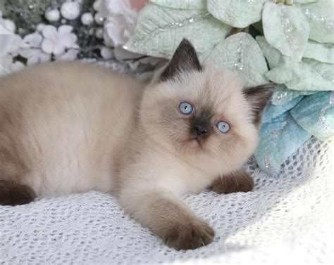 Seal Point Exotic Shorthair Himalayan Kitten For SaleUltra Rare Persian Kittens For Sale – (660 ...