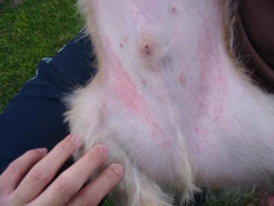 Dog skin allergies, Dog hair loss, Rash on dogs belly