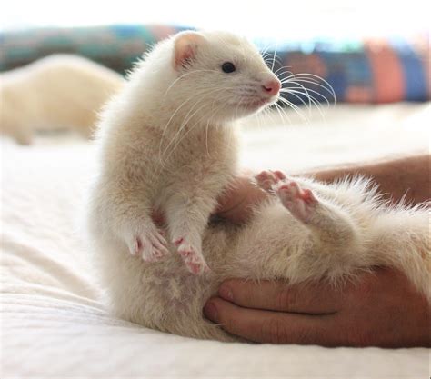 White Ferret