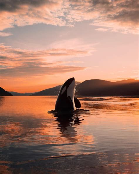 🔥 Killer whale spyhopping out of the water, Norway 🔥 : NatureIsFuckingLit