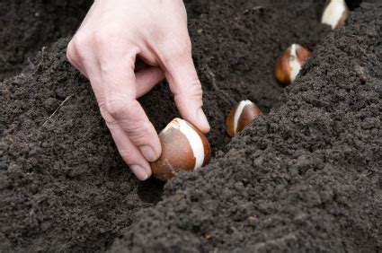 Tulip Cultivation Information Guide | Agri Farming