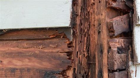 Signs Of Termite Damage In The Home – Forbes Home