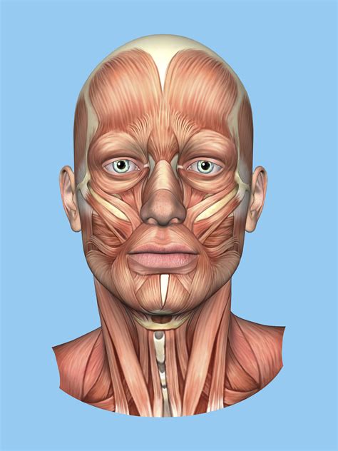 Diagram Of The Face