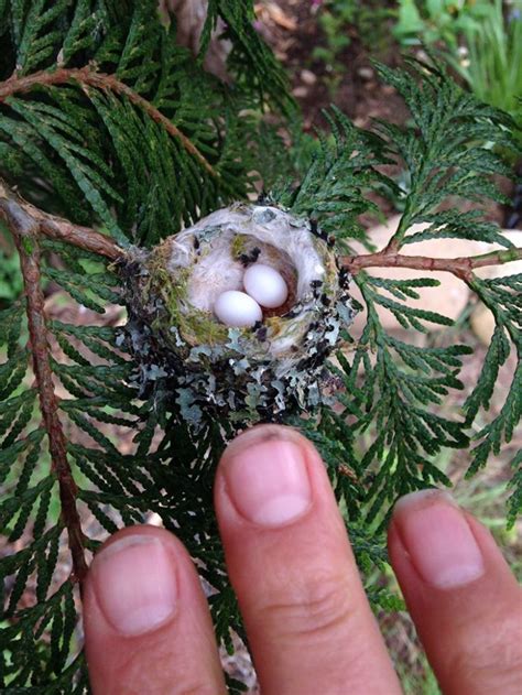 US Fish and Wildlife Service Issues Warning To Protect Hummingbird Nests