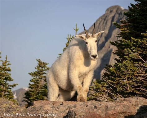 Rocky Mountain Goat in beautiful GNP photo by Jack Bell. | Mountain goat, Animals, Rocky mountains