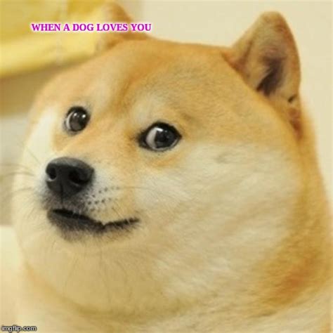 Doge Meme - Imgflip