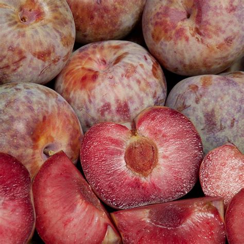 Pluot Growing Guide – Anderson's Seed & Garden