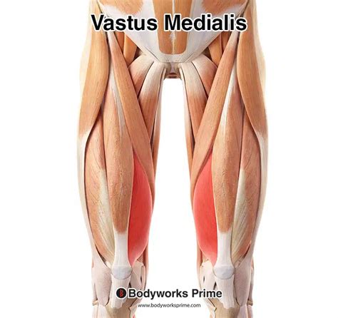 Vastus Medialis Muscle Anatomy - Bodyworks Prime