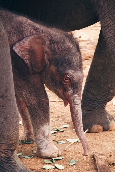 Free Images : wildlife, zoo, mammal, fauna, indian elephant, african elephant, elephants and ...