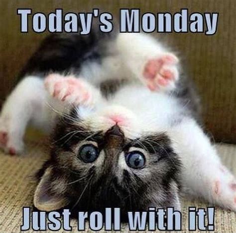 Monday Monday Memes, Monday Quotes, Cat Quotes, It's Monday, Manic ...